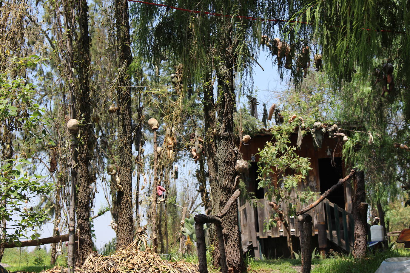 La Isla de las Muñecas (México) | Xochimilco es un lugar de los más extraños del planeta, completamente desierto y plagado de siniestras muñecas. La leyenda cuenta que el único habitante del lugar comenzó a colgarla para una niña que falleció en uno de los canales de la isla.