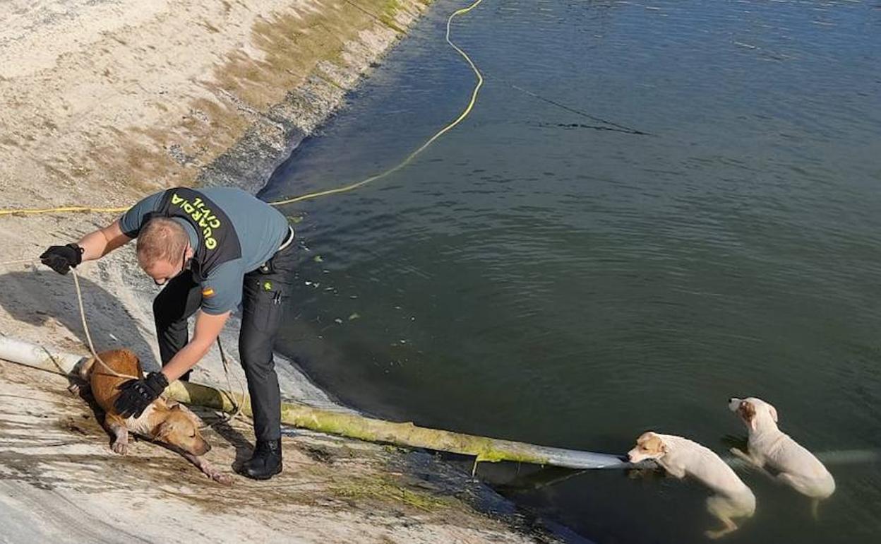 Rescatan a cuatro perros que se ahogaban en una balsa de Villalonga