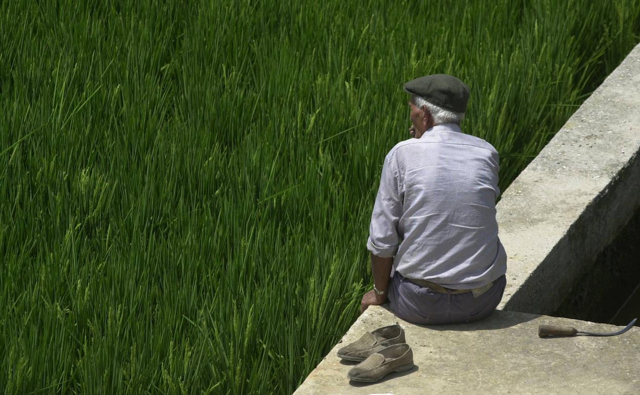 Un agricultor ante un campo de arroz. 