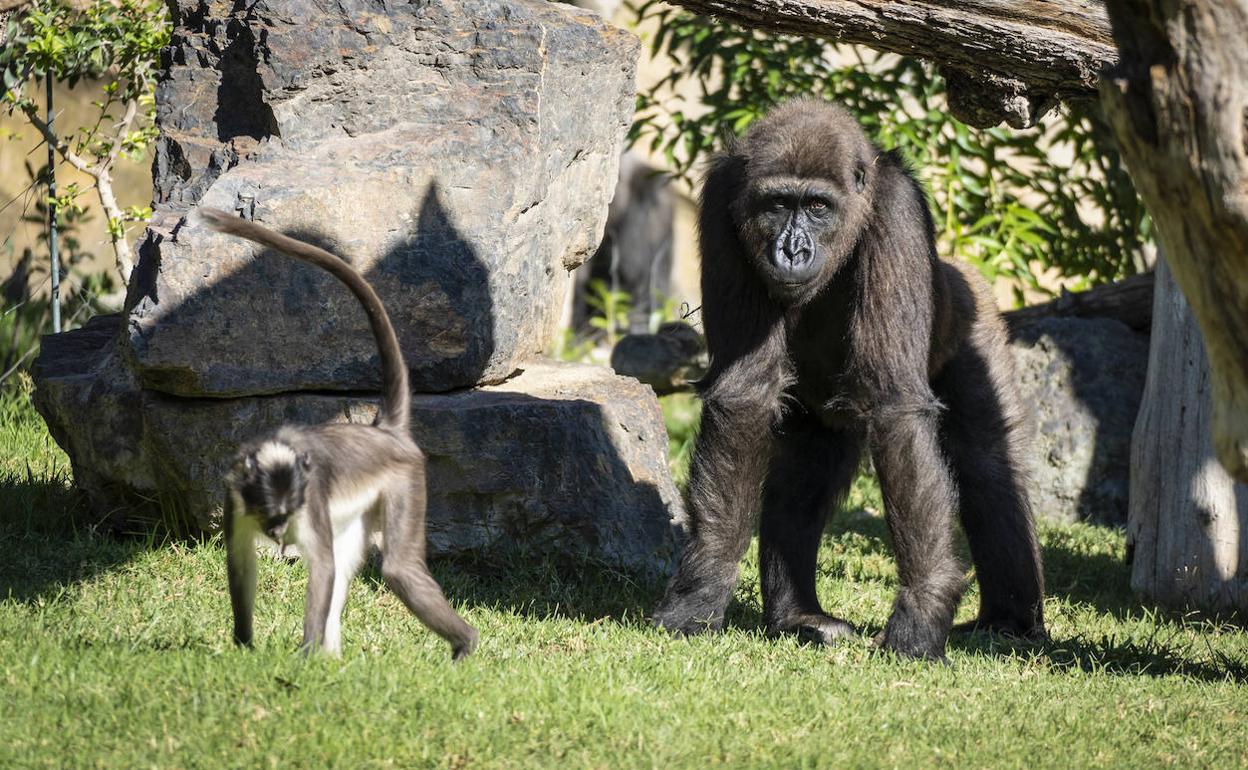 El gorila Ebo en su habitat de Bioparc