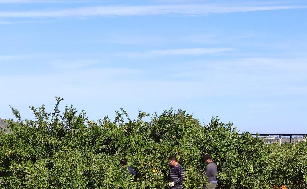 Unos trabajadores recogen las primeras variedades de naranja. 