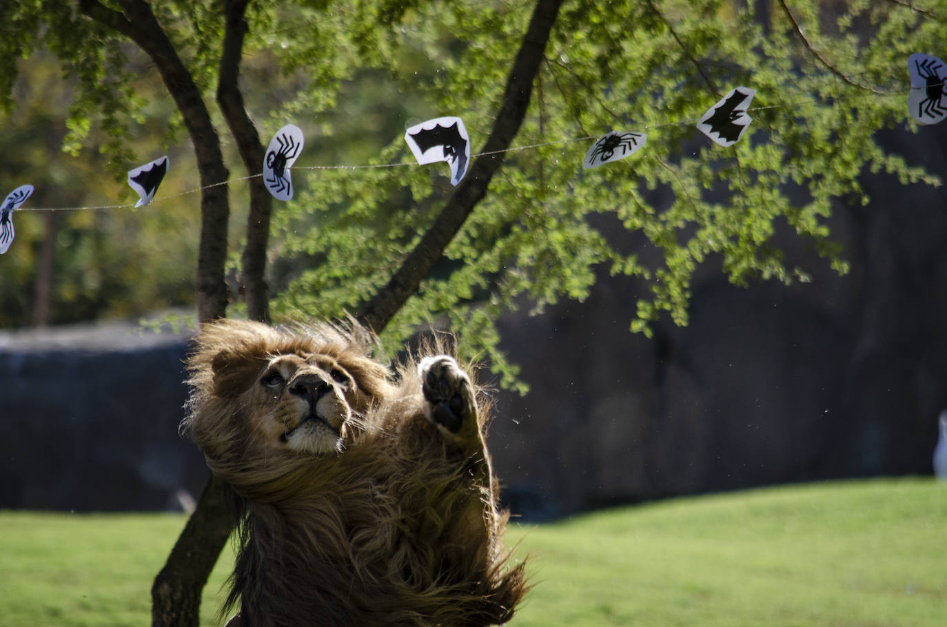 Algunos de los hábitats han amanecido con una ornamentación muy diferente a la habitual