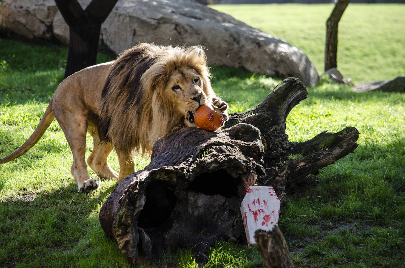 Algunos de los hábitats han amanecido con una ornamentación muy diferente a la habitual