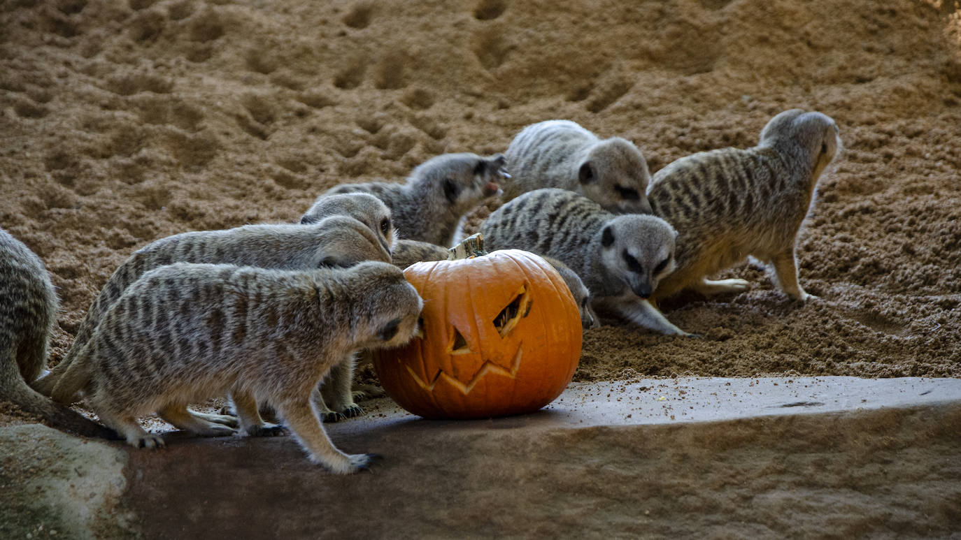 Algunos de los hábitats han amanecido con una ornamentación muy diferente a la habitual