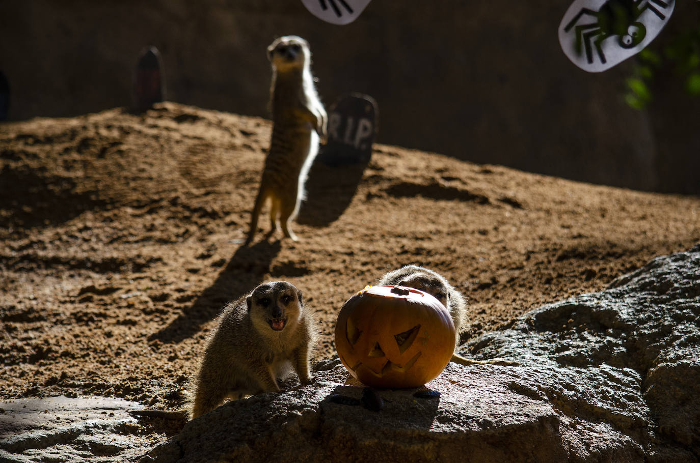 Algunos de los hábitats han amanecido con una ornamentación muy diferente a la habitual