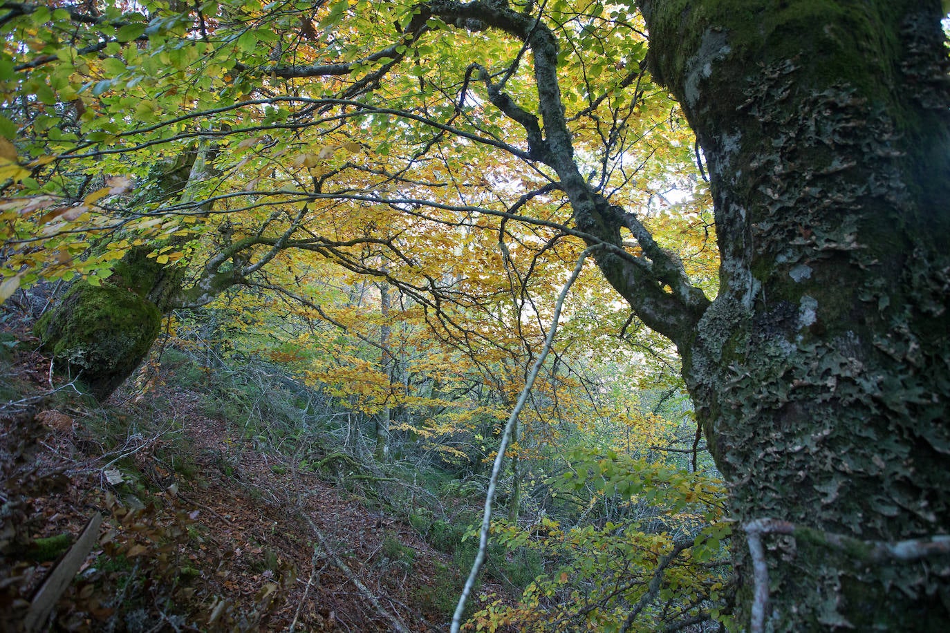 La sierra de Os Ancares es un paraje de visita obligatoria. Situada en el este de la provincia de Lugo, en la frontera con las comunidades vecinas de Castilla y León y El Principado de Asturias, se distribuye a lo largo de más de 50.000 hectáreas. Con una infinita red de senderos cruza profundos valles y asciende hasta cumbres de 2.000 metros de altura. En otoño el manto vegetal adquiere tonos rojizos. En invierno, esta zona permanece cubierta por la nieve, algo que cambia con la llegada de la primavera, cuando las aguas del deshielo fluyen desde las cumbres hasta las zonas bajas, formando numerosos riachuelos y pequeñas cascadas. 