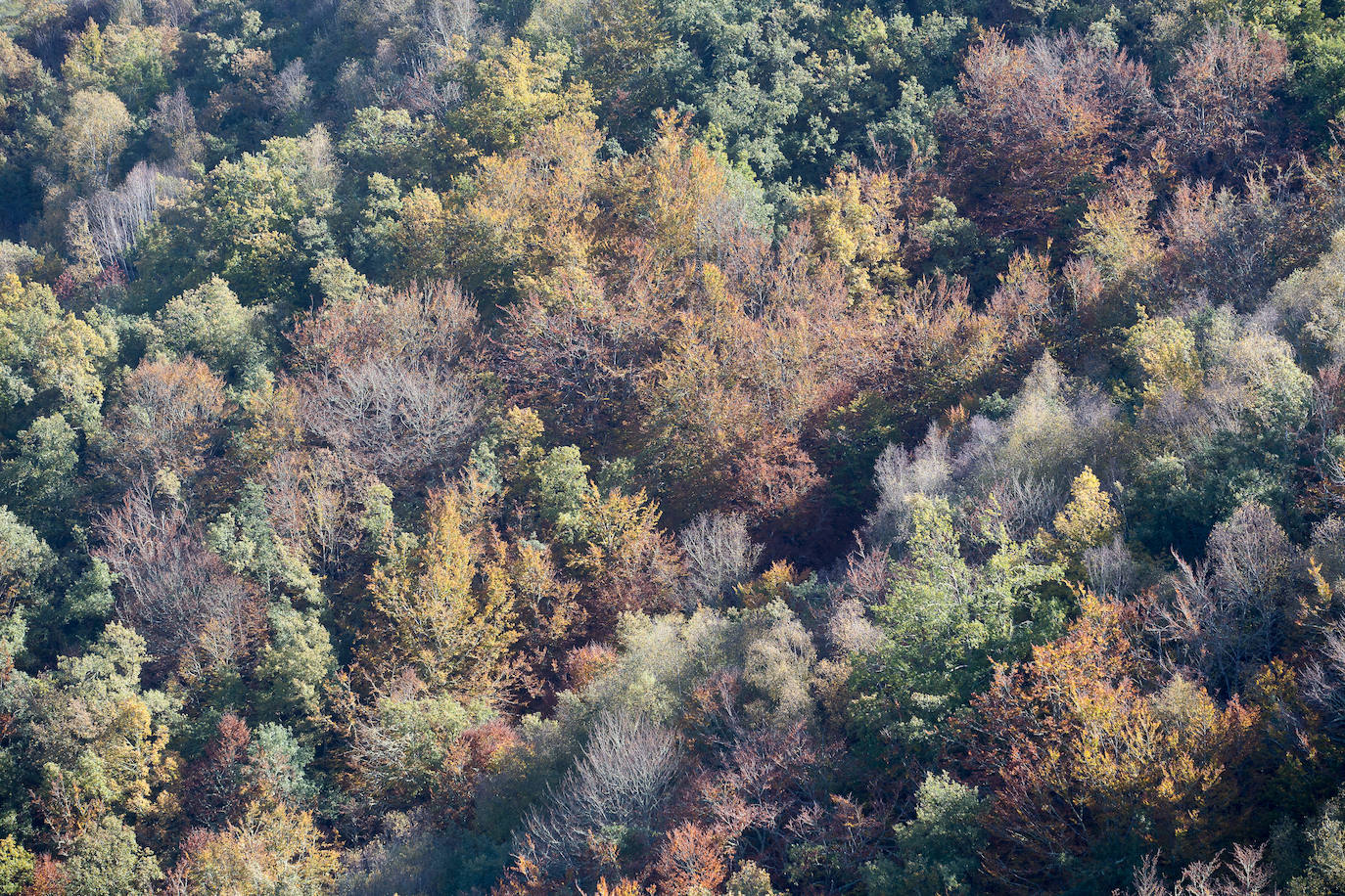 La sierra de Os Ancares es un paraje de visita obligatoria. Situada en el este de la provincia de Lugo, en la frontera con las comunidades vecinas de Castilla y León y El Principado de Asturias, se distribuye a lo largo de más de 50.000 hectáreas. Con una infinita red de senderos cruza profundos valles y asciende hasta cumbres de 2.000 metros de altura. En otoño el manto vegetal adquiere tonos rojizos. En invierno, esta zona permanece cubierta por la nieve, algo que cambia con la llegada de la primavera, cuando las aguas del deshielo fluyen desde las cumbres hasta las zonas bajas, formando numerosos riachuelos y pequeñas cascadas. 