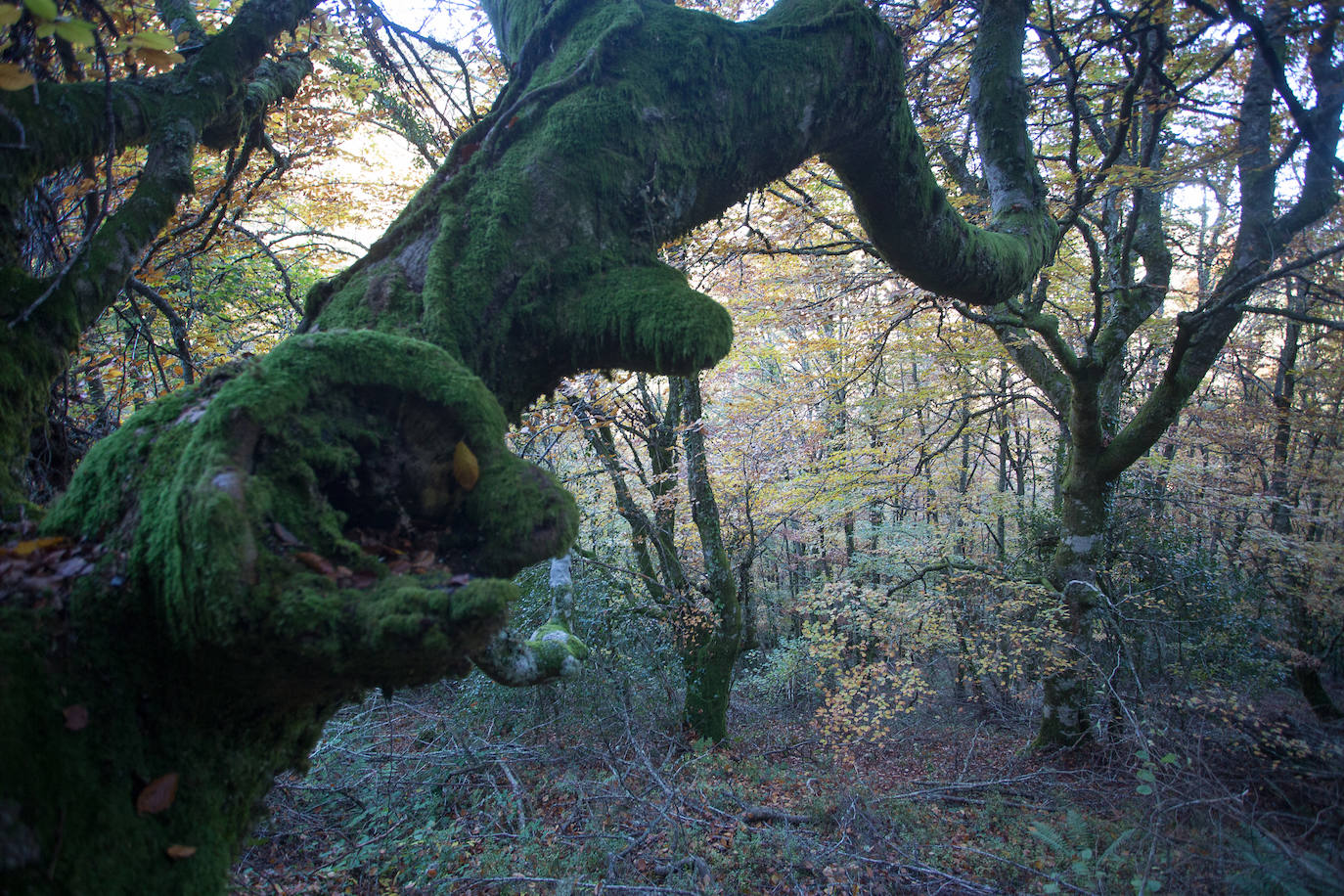 La sierra de Os Ancares es un paraje de visita obligatoria. Situada en el este de la provincia de Lugo, en la frontera con las comunidades vecinas de Castilla y León y El Principado de Asturias, se distribuye a lo largo de más de 50.000 hectáreas. Con una infinita red de senderos cruza profundos valles y asciende hasta cumbres de 2.000 metros de altura. En otoño el manto vegetal adquiere tonos rojizos. En invierno, esta zona permanece cubierta por la nieve, algo que cambia con la llegada de la primavera, cuando las aguas del deshielo fluyen desde las cumbres hasta las zonas bajas, formando numerosos riachuelos y pequeñas cascadas. 