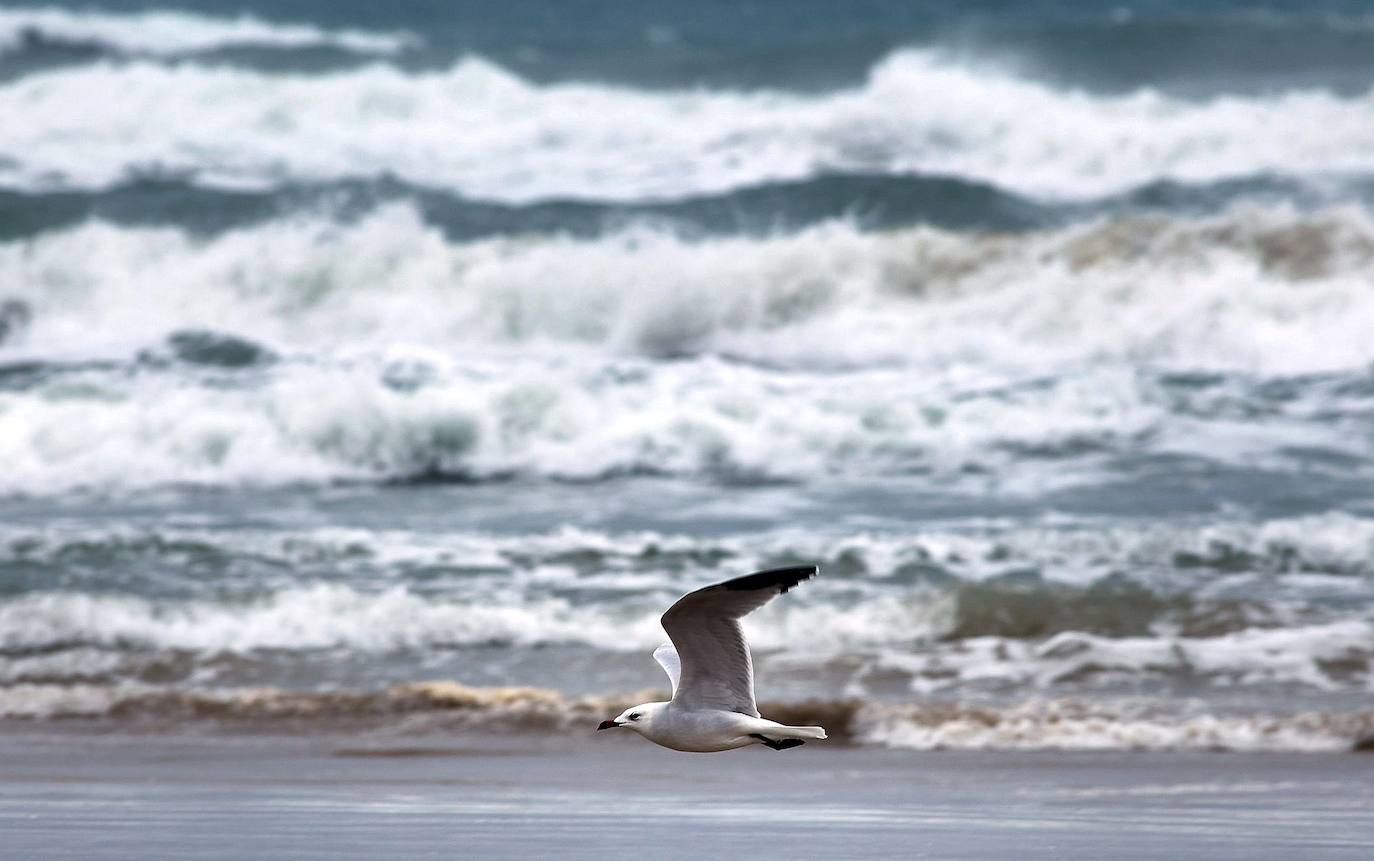 Una gaviota sobrevuela la playa de Gandia, durante la jornada del miércoles, con fuerte oleaje y alerta naranja por el temporal. 