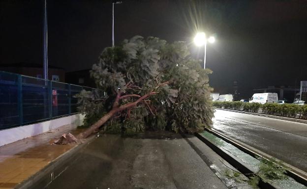 Uno de los árboles caídos durante la noche en Xàbia. 