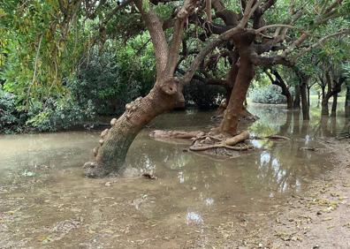 Imagen secundaria 1 - Lluvia en Valencia | Lagos bajo el bosque y viales cortados en el Jardín del Túria de Valencia