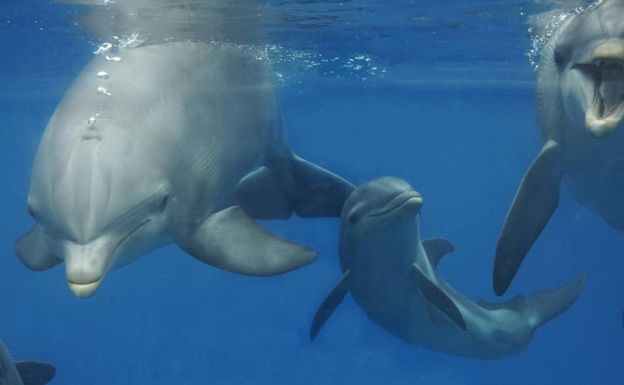 El pequeño Kai en el delfinario. 