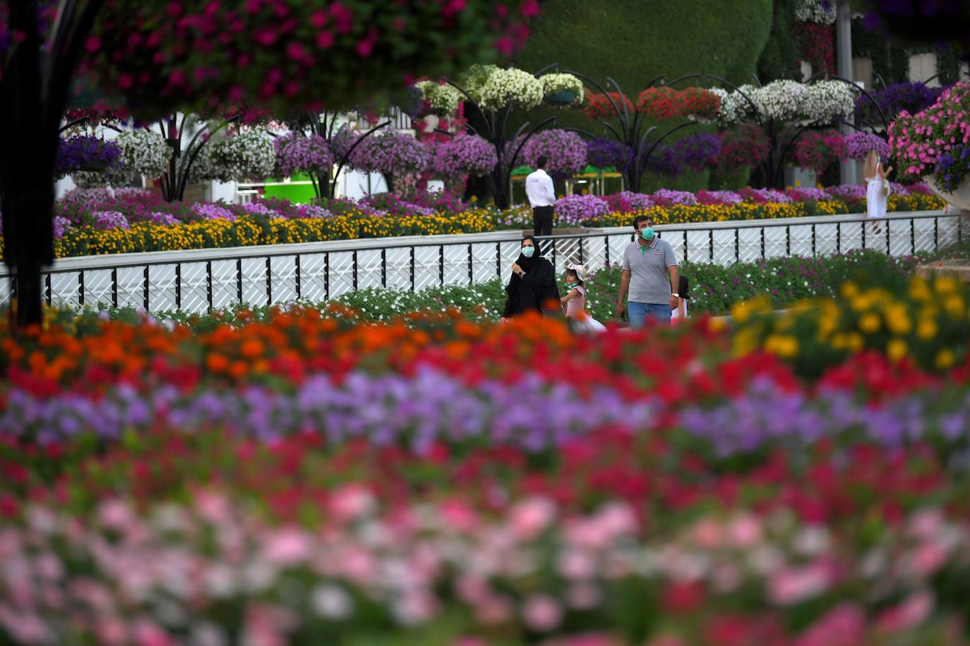 Flores gigantes y arreglos de plantas, algunos con personajes populares de Disney como Mickey Mouse y el pato Donald, dan la bienvenida a los visitantes al Dubai Miracle Garden, el jardín de flores más grande del mundo.