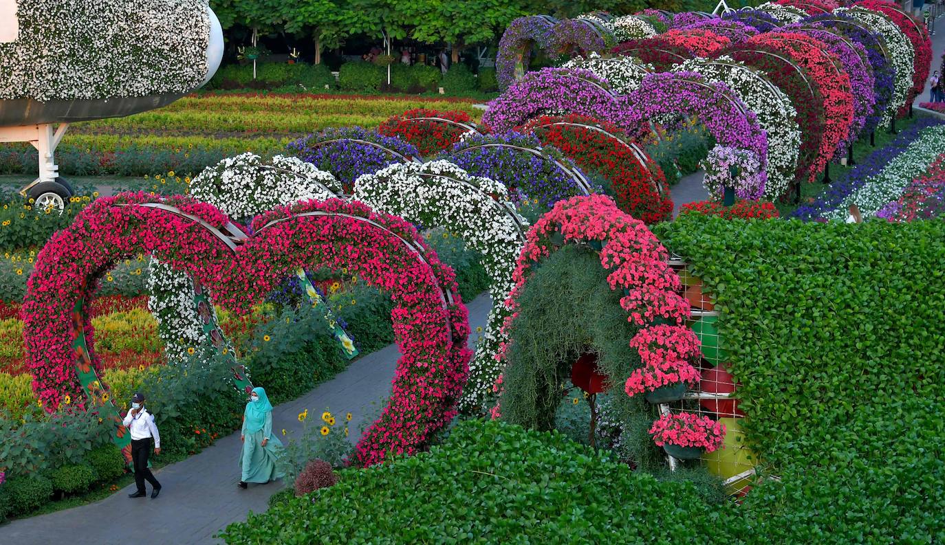 Flores gigantes y arreglos de plantas, algunos con personajes populares de Disney como Mickey Mouse y el pato Donald, dan la bienvenida a los visitantes al Dubai Miracle Garden, el jardín de flores más grande del mundo.