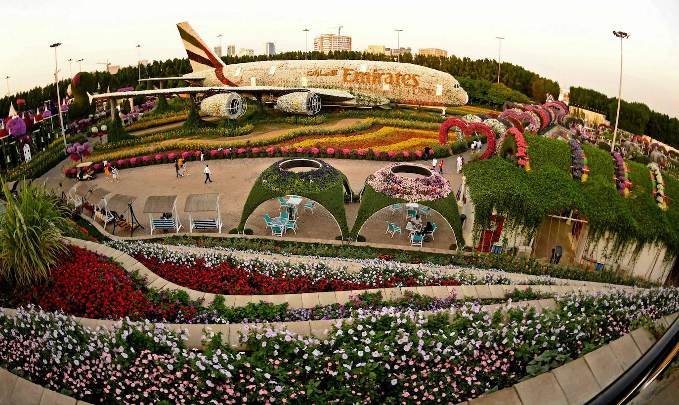 Flores gigantes y arreglos de plantas, algunos con personajes populares de Disney como Mickey Mouse y el pato Donald, dan la bienvenida a los visitantes al Dubai Miracle Garden, el jardín de flores más grande del mundo.