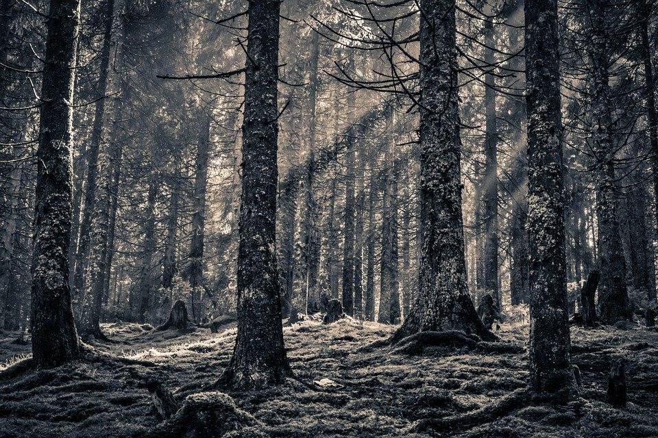 Transilvania cuenta con la leyenda de Drácula y también con la que envuelve a este misterioso bosque, donde hay gente que afirma haber visto ovnis, sombras siniestras e incluso sufrir extrañas quemaduras. 