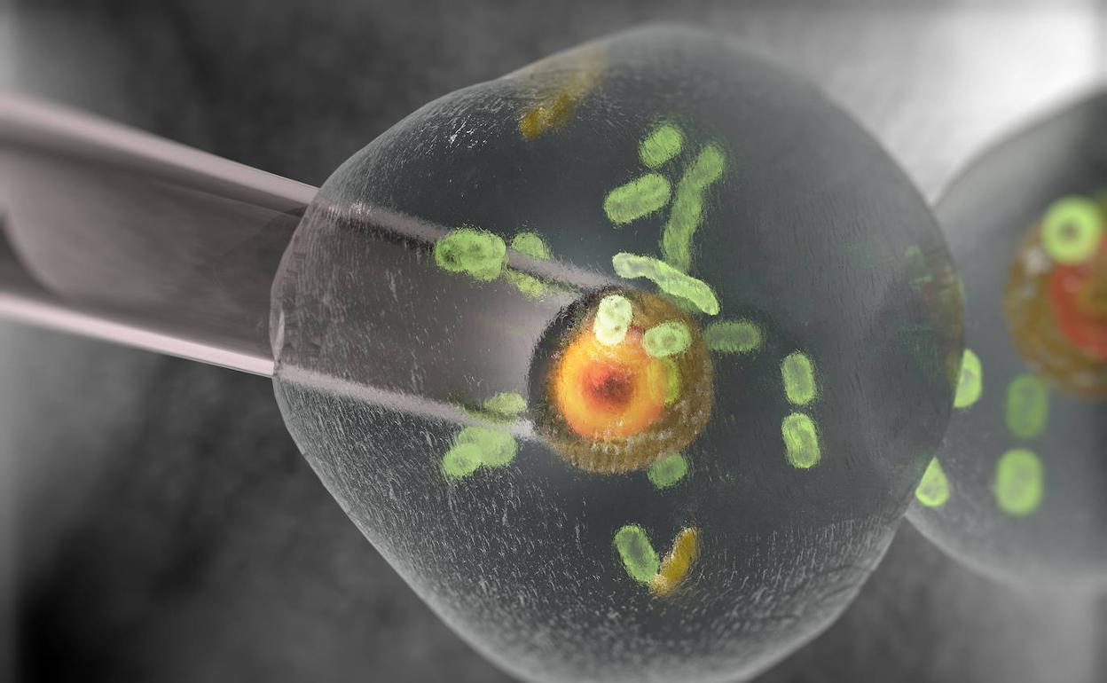 La OMS alerta sobre la resistencia antimicrobiana: «Es igual de peligrosa que la expansión del Covid-19»