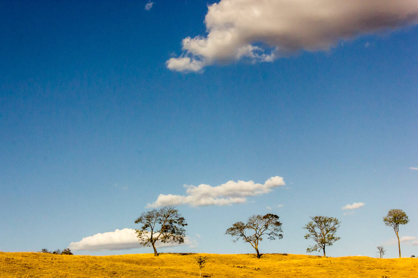 12. Ecorregión del Cerrado (Brasil)