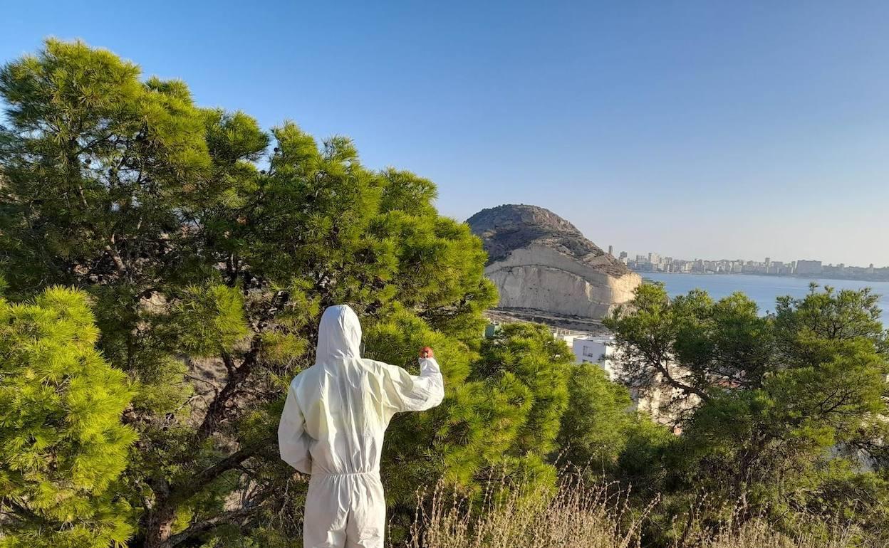 Un jardinero del Ayuntamiento fumiga las pinadas de la Serra Grossa de Alicante. 