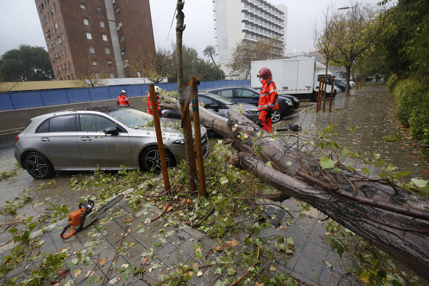 Operarios retiran un árbol que ha caído sobre varios coches.