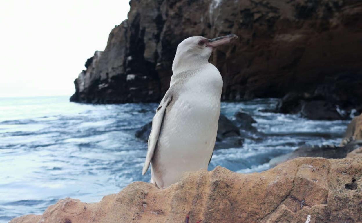 Pingüino raro completamente blanco | Descubren un pingüino «raro» con una enfermedad muy inusual