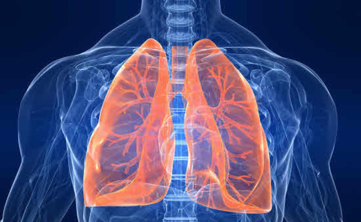 Proyección tridimensional de pulmones en el cuerpo humano