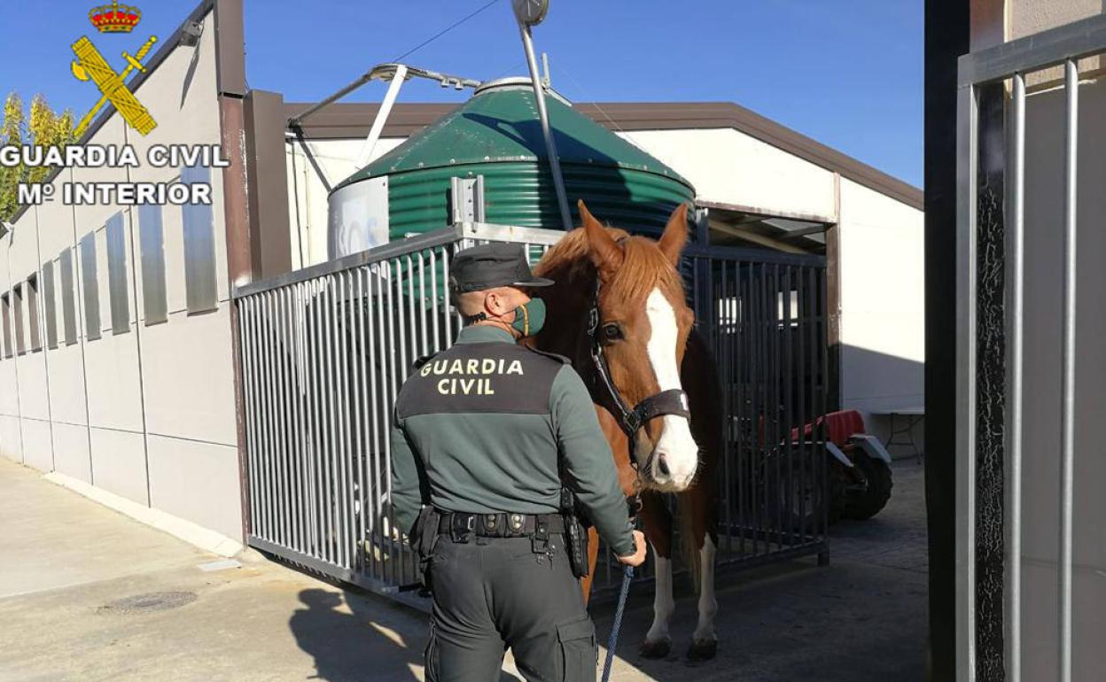 La Guardia Civil ha incautado además de la droga, armas de fuego, dinero, móviles, coches y un caballo de competición. 