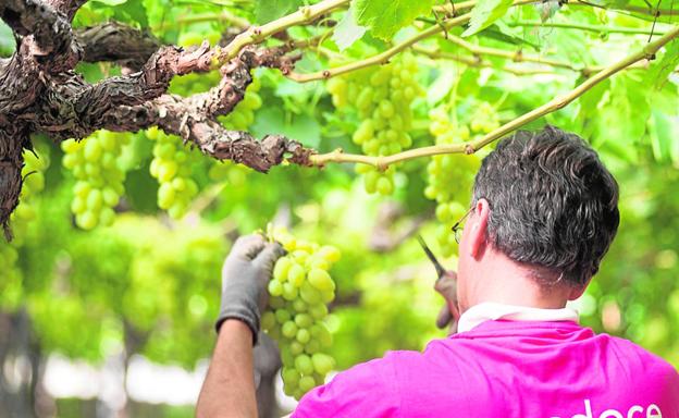 Recogida de la cosecha. Uno de los trabajadores de UvasDoce mientras recolecta los racimos con los que se harán las bolsas de 12 granos.