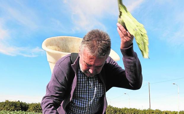 Toni Misiano en la huerta. 