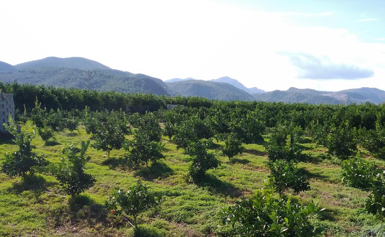 Una parcela de cultivo en el término municipal de Oliva. 