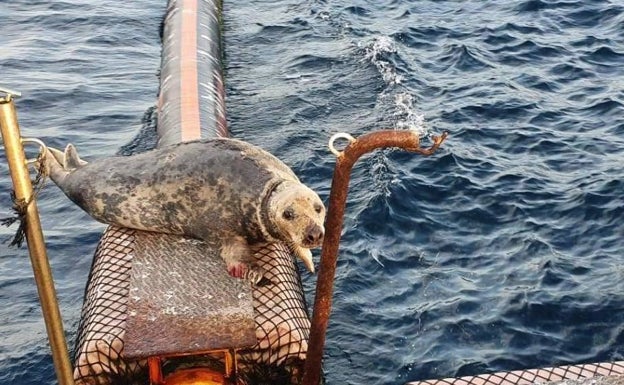 La foca gris en el Algarve, antes de ser divisada en aguas de Altea. 