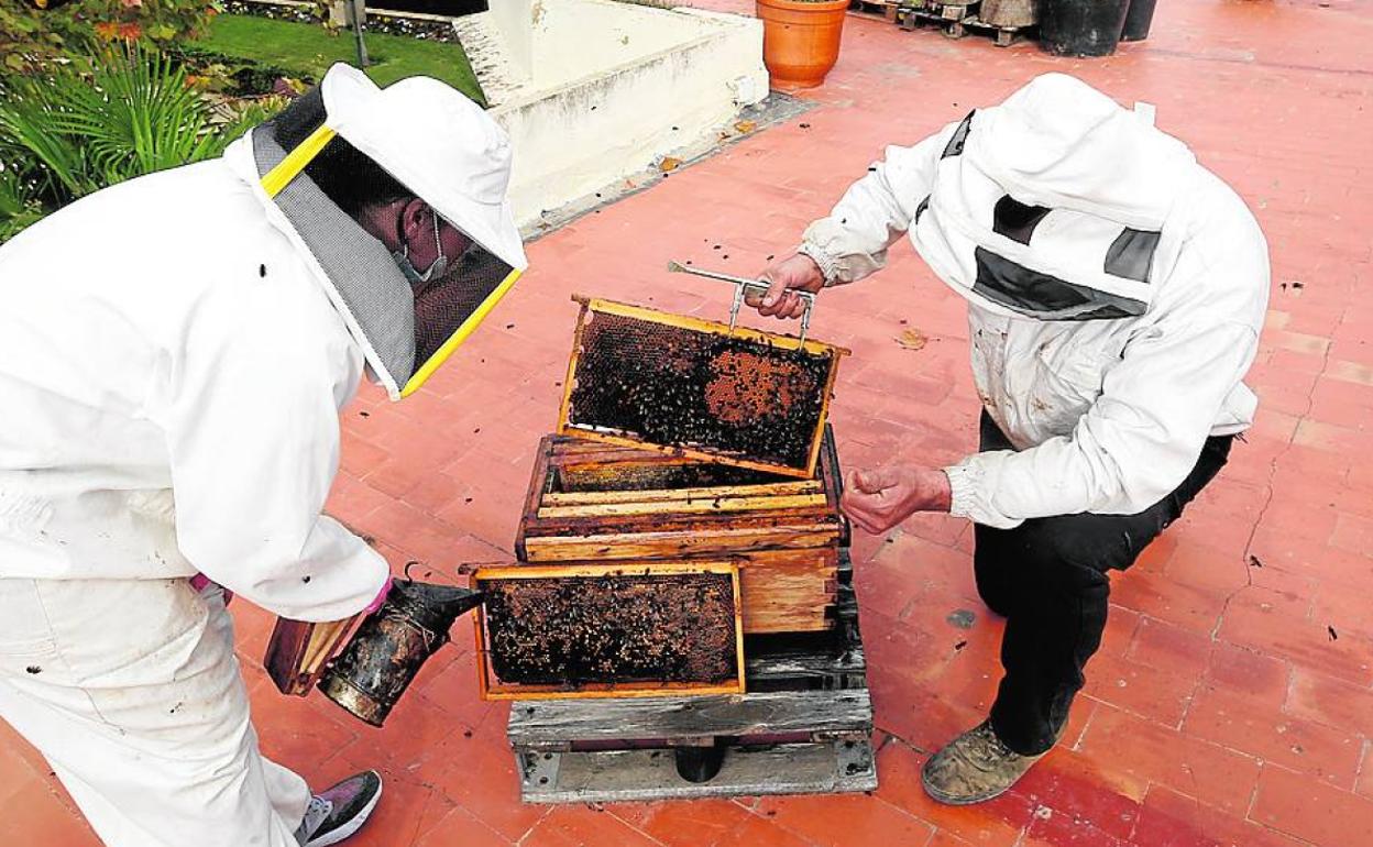 Más abejas que vecinos. Una veintena de colmenas y varios núcleos componen por ahora este pequeño sueño que da cobijo a unas dos millones de abejas de la especie Apis Melifera.