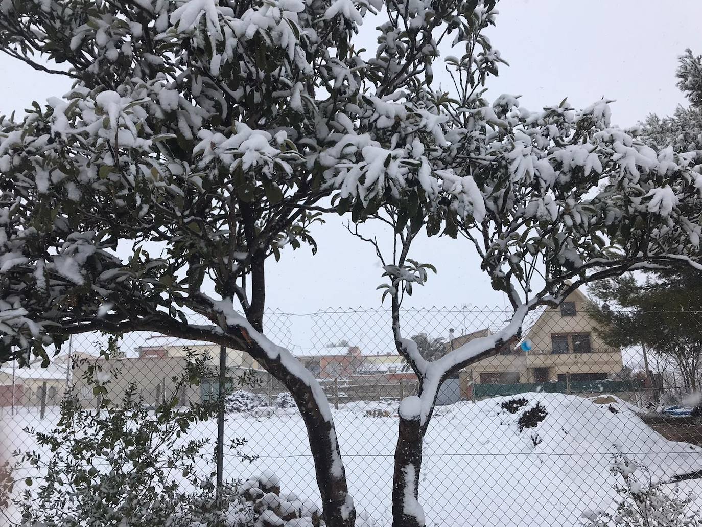 Camporrobles: El primer temporal del invierno entra en la Comunitat cubriendo de blanco buena parte del interior de las provincias de Castellón, Valencia y Alicante. Aemet ha aumentado el aviso naranja previsto ya que los acumulados podrían ser considerables, de hasta quince centímetros. La borrasca no abandonará el territorio regional hasta el próximo sábado.