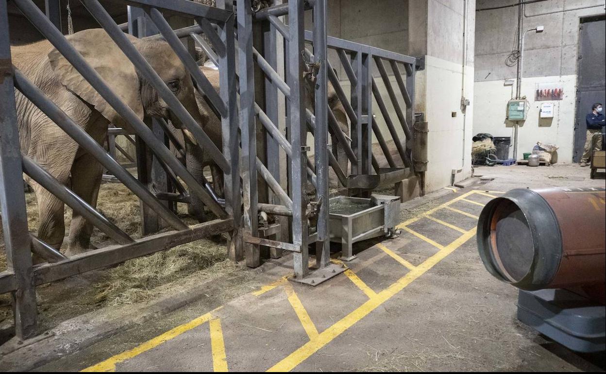 Cañones de aire caliente para los elefantes