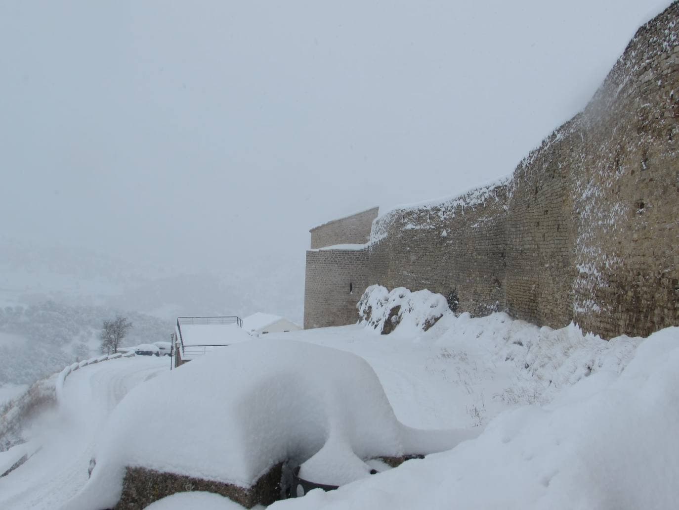 Morella