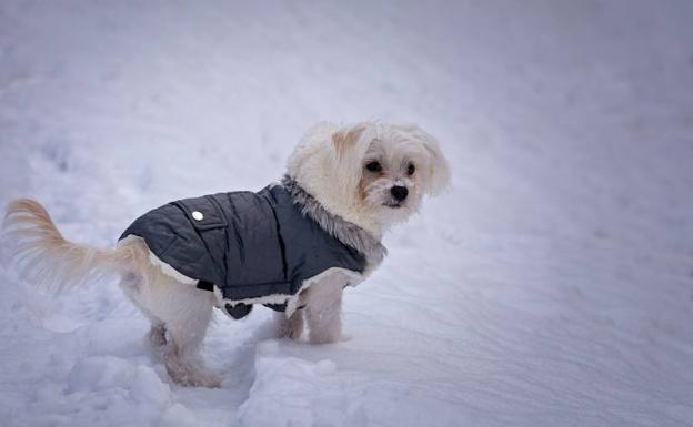 ¿Cuánto frío puede soportar cada raza de perro?