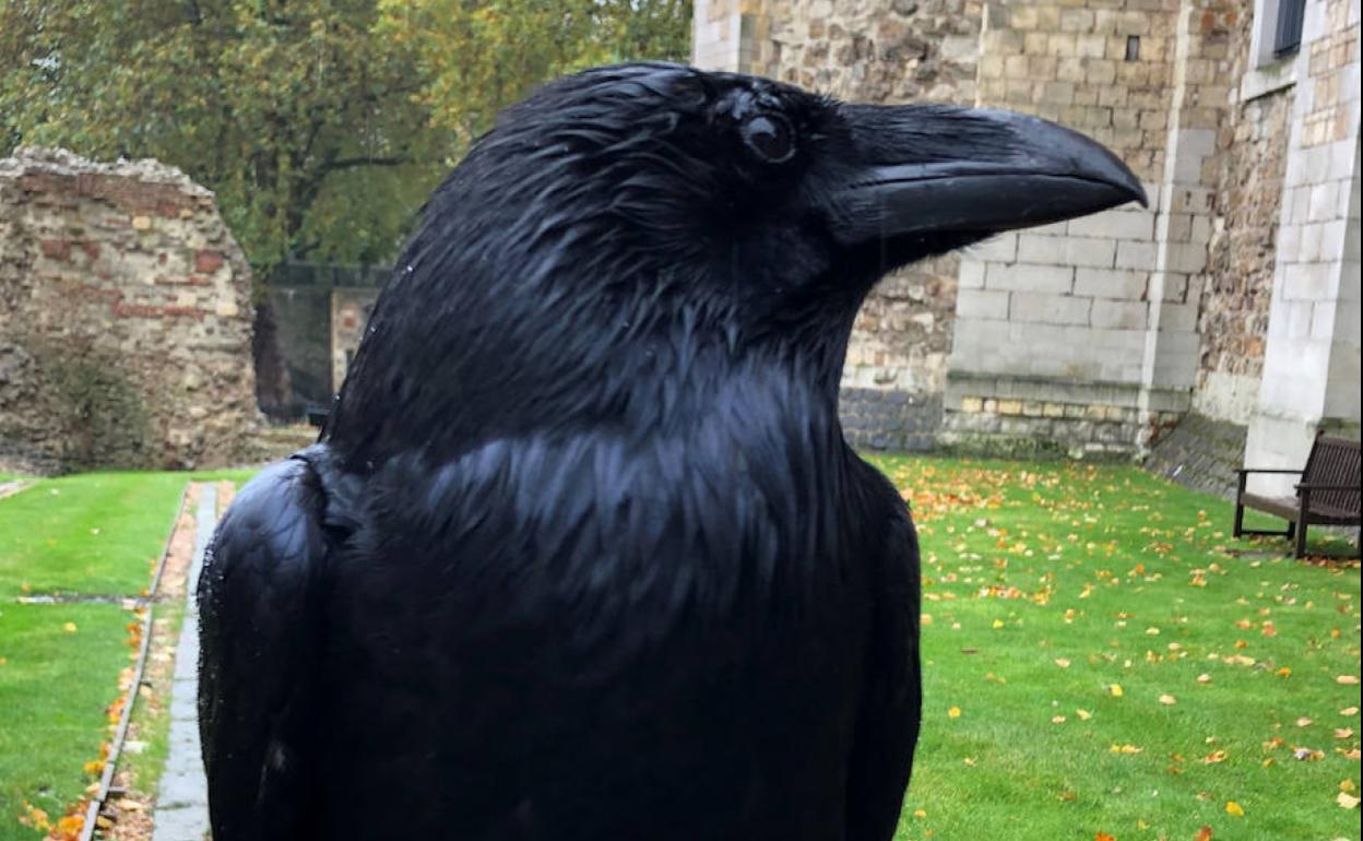 Uno de los cuervos de la Torre de Londres.