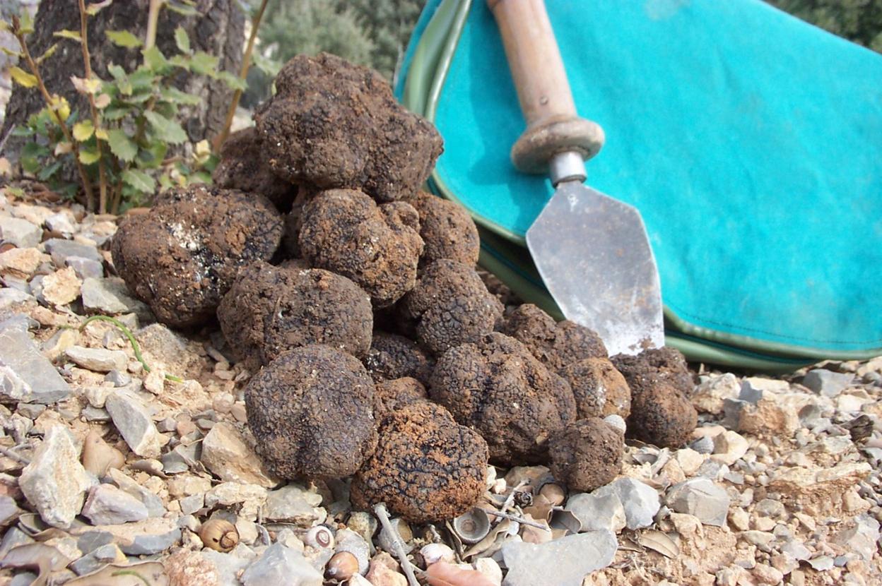 Trufas frescas recién 'cazadas'. lp