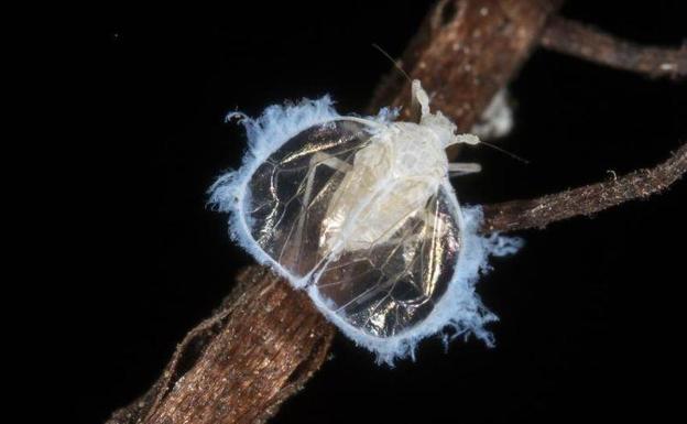 Hallan en Valencia una especie de chinche cavernícola desconocida hasta hoy