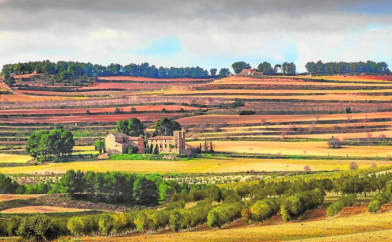 Paisaje. Bancales aterrazados con cultivos de cereal, intercalados con parcelas de frutales, vid y pinos, en Moixent.