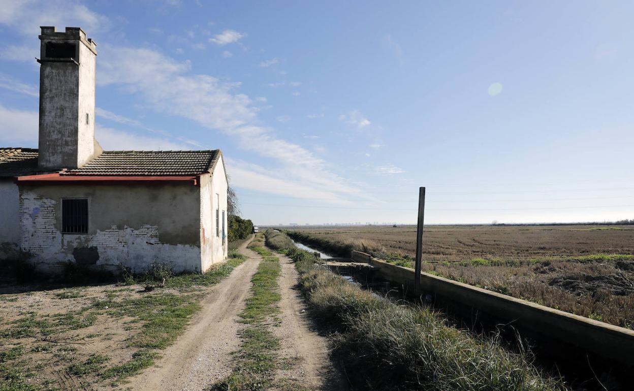 La zona del marjal de la Font de Mariano, donde han estado buscando los perros. 