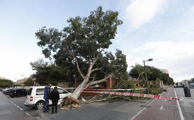 Galería. Árbol caído en Campanar.