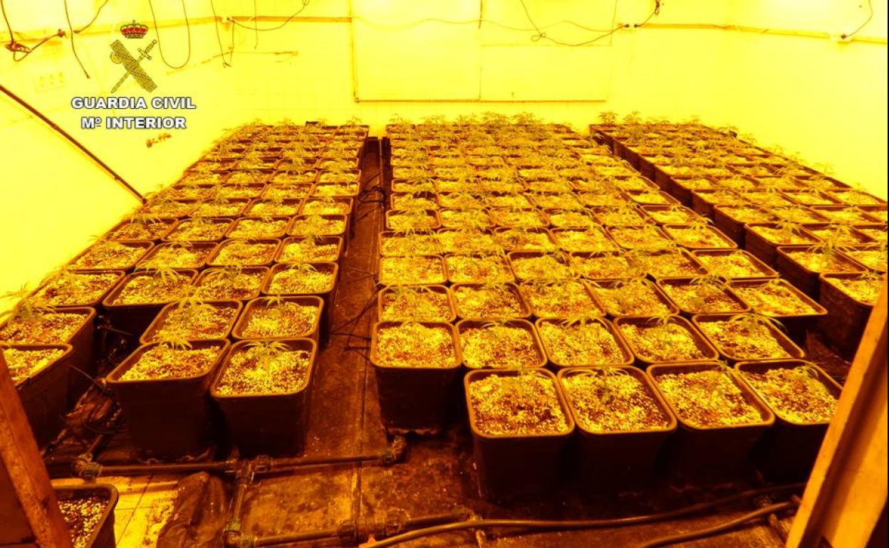 Imagen tomada por la Guardia Civil de las plantas de marihuana en la caseta de esta pareja.