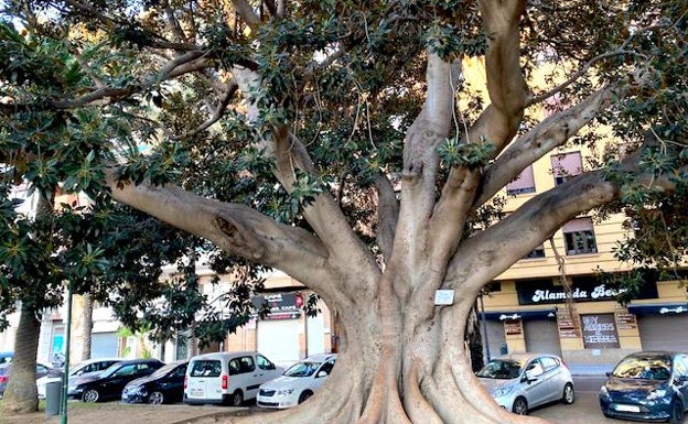 Conoce Valencia a través de sus árboles monumentales. 