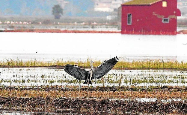 El Consell anuncia 100 millones para la Albufera si llegan fondos de la UE