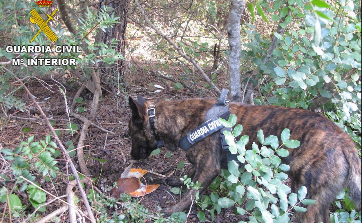 Detenido en Antella por introducir veneno en palomos muertos para eliminar animales que le perjudicaban