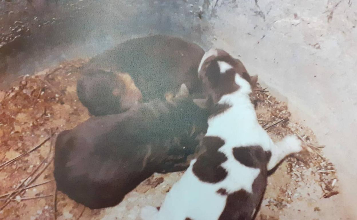 Los tres cachorros abandonados en un polígono de Manises. 