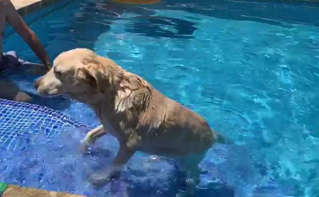 Zoe, mascota de Ivanna, dándose un refrescante chapuzón en una piscina.