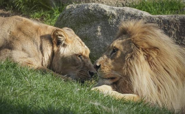 Celebra San Valentín desde el Bioparc. 