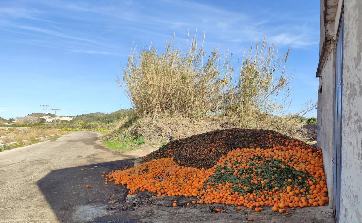 Montón de naranjas putrefactas en el camino de acceso al Marjal Pego Oliva.